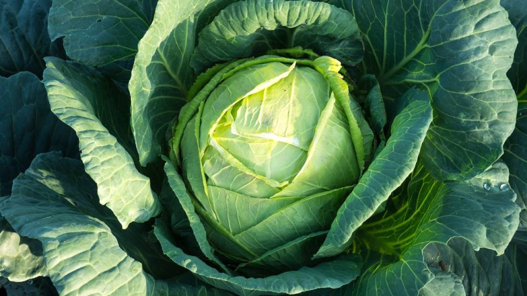 Recipes with cabbage how to cook it in 5 different ways