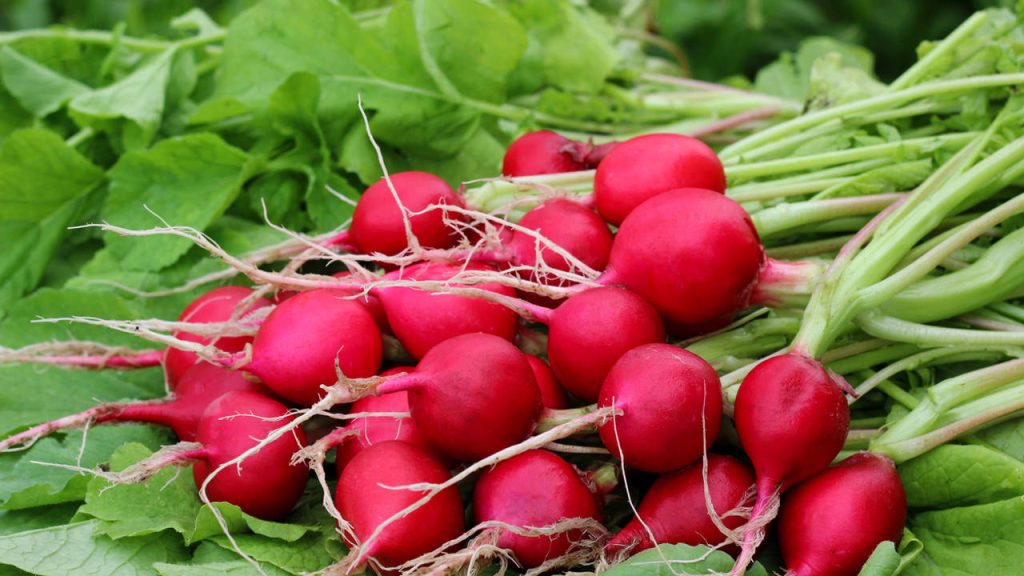 4 recipes to take advantage of radish leaves